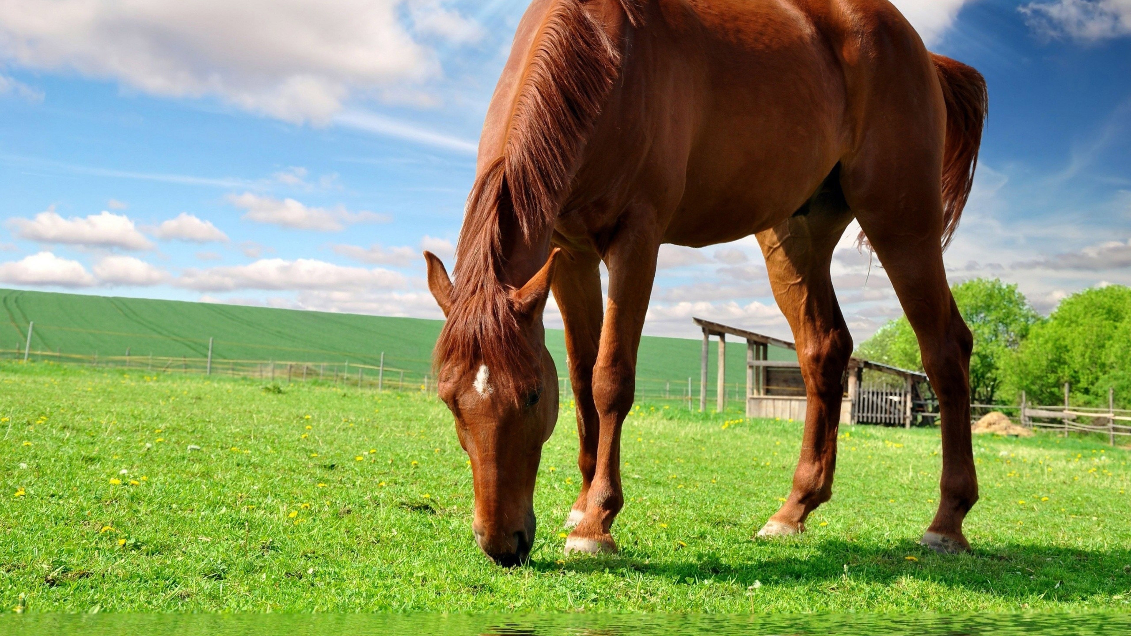 лошадь ест траву